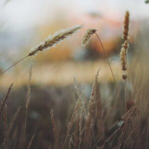 Mũ Lưỡi Trai Minimalist Thêu Chữ